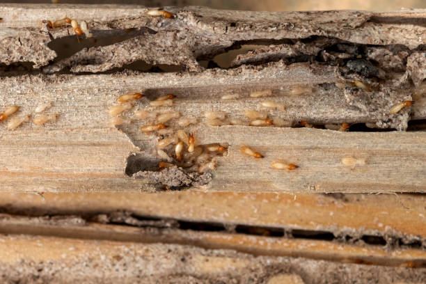 Best Local Pest Control Services  in Le Grand, CA